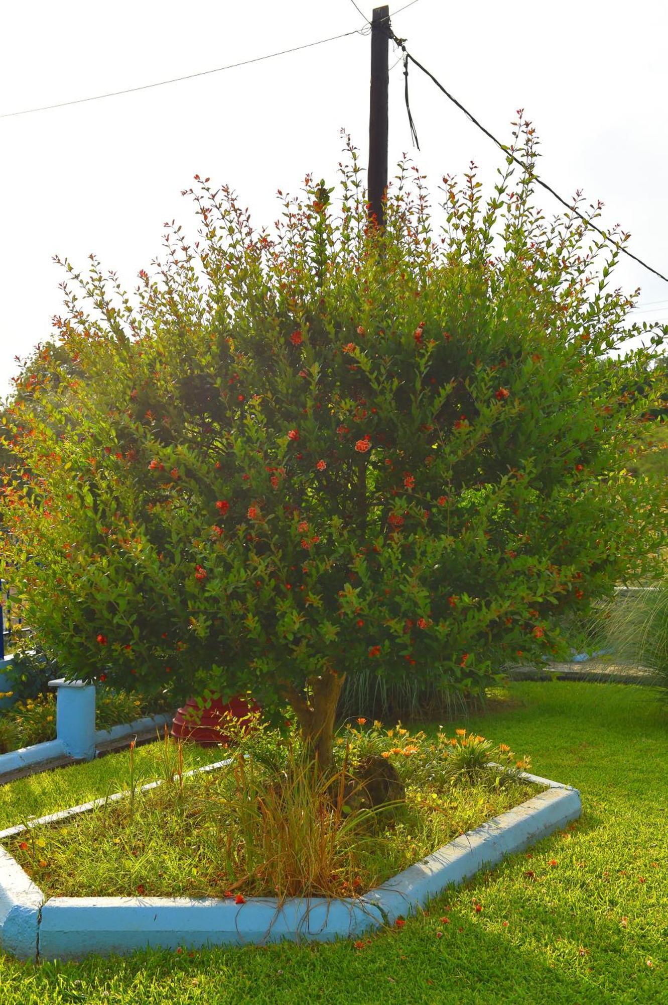 קנאלי Villa Elpida מראה חיצוני תמונה